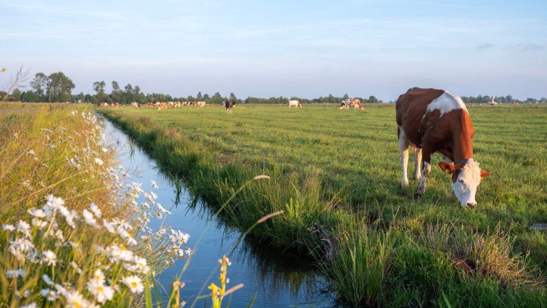 Weide met koeien