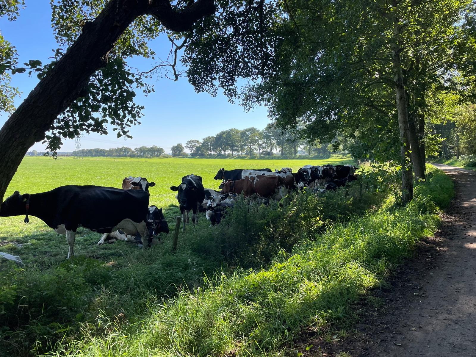 Koeien langs het pad